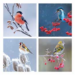 Glad tidings Christmas cards, pack of 20 product photo