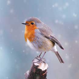 Rejoicing Robin Christmas cards, pack of 10 product photo