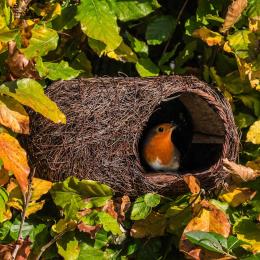 Robin brushwood nest product photo