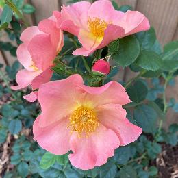 RSPB Rose shrub Simple Peach 3L-4L pot product photo