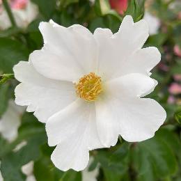 RSPB Rose shrub Simple White (Keros) 3L-4L pot product photo