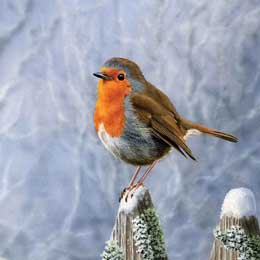 Snowy robin Christmas cards, pack of 10 product photo