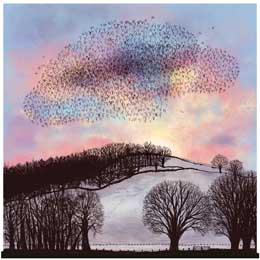 Sunset murmuration Christmas cards, pack of 10 product photo