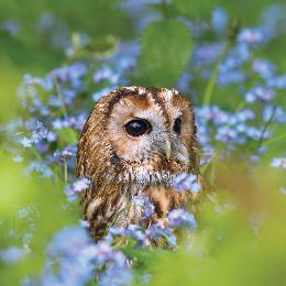Tawny owl greetings card product photo