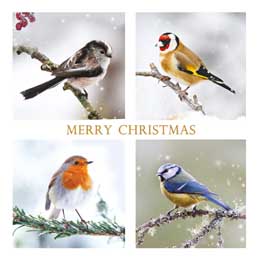 Wintry wings Christmas cards, pack of 10 product photo
