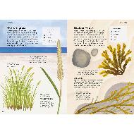 RSPB Nature guide: Seashore product photo ai5 T