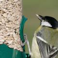Premium sunflower hearts bird seed 4kg product photo front T