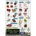 The rocky shore name trail fold-out chart product photo default T