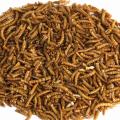 Dried mealworms 2kg product photo front T