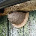 House martin nest cup - terracotta product photo ai4 T