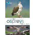 RSPB Spotlight ospreys product photo default T