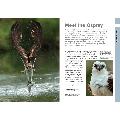 RSPB Spotlight ospreys product photo front T