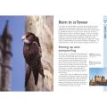 RSPB Spotlight swifts and swallows product photo back T