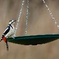 Anywhere bird bath product photo side T