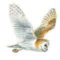 Barn owl nestbox product photo front T