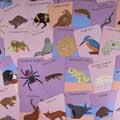 Amazing animals of the British Isles fact cards product photo ai5 T