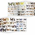 Butterflies identifier chart - RSPB ID Spotlight series product photo side T