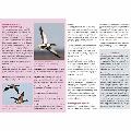 RSPB ID Spotlight - Identify ducks, geese and swans product photo front T