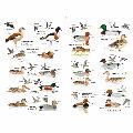 RSPB ID Spotlight - Identify ducks, geese and swans product photo back T
