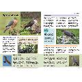 RSPB Everyday Guide to British Birds (2nd edition) product photo back T