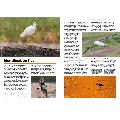 RSPB Everyday Guide to British Birds (2nd edition) product photo ai5 T
