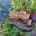 Frog log eco frog and toad shelter product photo back T
