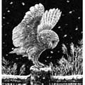 Frosted Owl black and white Christmas cards, pack of 10 product photo default T