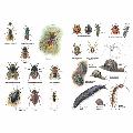 RSPB ID Spotlight - Identify garden bugs product photo ai4 T