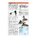 RSPB Handbook of Scottish Birds 2nd edition product photo front T