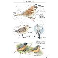 RSPB Handbook of Scottish Birds 2nd edition product photo back T