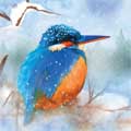 Kingfisher in snow Christmas cards, pack of 10 product photo default T