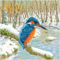 Kingfisher perch Christmas cards, pack of 10 product photo default T