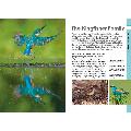 RSPB Spotlight kingfishers product photo front T