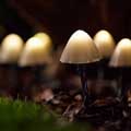 Mushroom solar lights, pack of 12 product photo side T