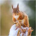 Nutcracker Red Squirrel Christmas cards, pack of 10 product photo default T