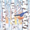 Nuthatch on birch Christmas cards, pack of 10 product photo default T