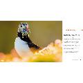 Puffins: life on the Atlantic edge product photo front T