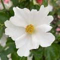RSPB Rose shrub Simple White (Keros) 3L-4L pot product photo default T
