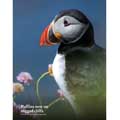 RSPB Deluxe photographic A6 diary 2026 product photo front T