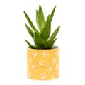 RSPB Swallow bird plant pot - Free as a bird collection product photo side T