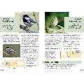 RSPB Guide to Birdsong by Adrian Thomas product photo ai4 T