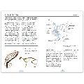 RSPB Pocket book of bird anatomy product photo side T