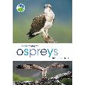 RSPB Spotlight ospreys product photo default T