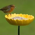 Premium sunflower hearts bird seed 900g product photo front T