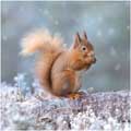 Snowflake squirrel Christmas cards, pack of 10 product photo default T