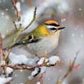 Snowy Firecrest Christmas cards, pack of 10 product photo default T