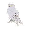 RSPB Snowy owl pin badge product photo default T