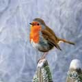 Snowy robin Christmas cards, pack of 10 product photo default T
