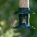 Squirrel Buster Evolution seed feeder product photo ai5 T