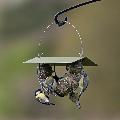 Suet ball basket feeder with roof product photo default T